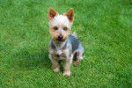 Photo Terrier Australien