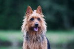 Un Terrier Australien  vu de face
