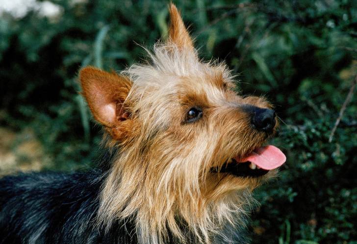 Un Terrier Australien avec la langue pendue