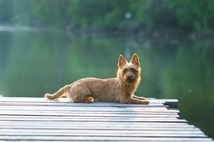 Un Terrier Australien  allongé au bord de l'eau sur un ponton en bois