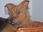 terrier australien gribouille - Terrier Australien