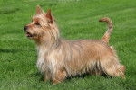 Photo Terrier Australien