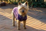 Photo Terrier Australien