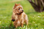 Photo Terrier Australien