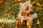Un Terrier Australien  avec un collier rouge