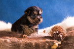 Un chiot Terrier Australien 
