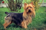 Un Terrier Australien dans un jardin