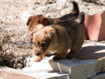 Photo Terrier Australien