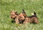 Photo Terrier Australien