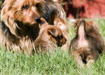 Photo Terrier Australien