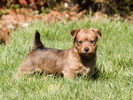 Photo Terrier Australien