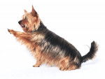 Photo Terrier Australien