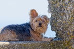 Un Terrier Australien  allongé sur un rebord en pierre