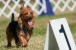 Un Terrier Australien  pendant un cours d'agility