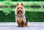 Photo Terrier Australien