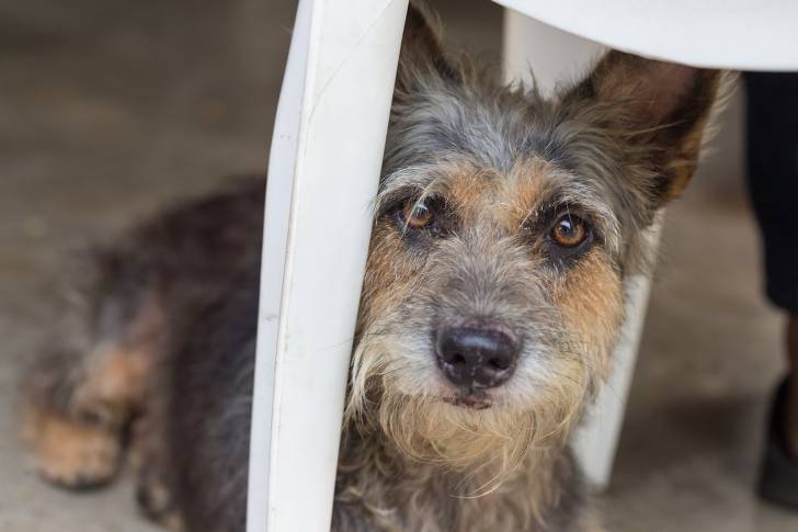 Photo Terrier Australien