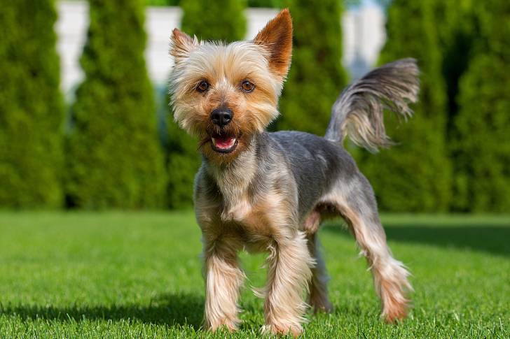 Un Terrier Australien avec le poil tondu 