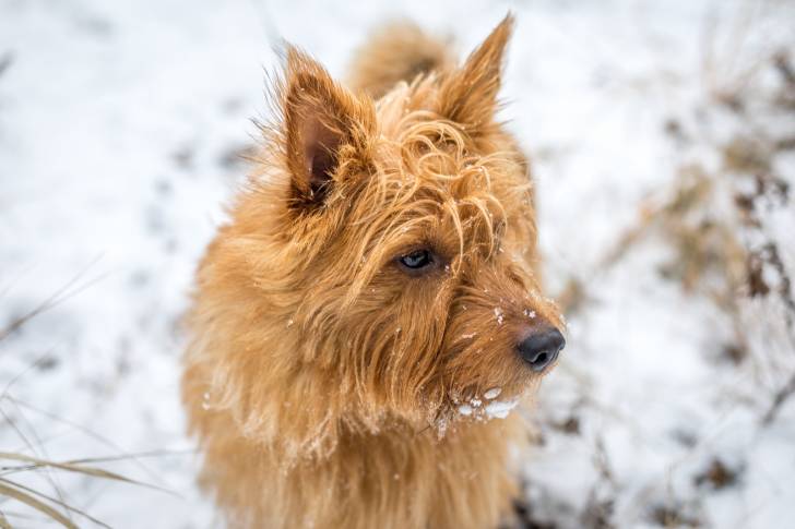 Un Terrier Australien  en train de se promener en hiver