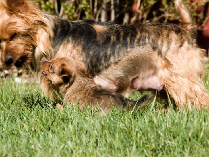Photo Terrier Australien
