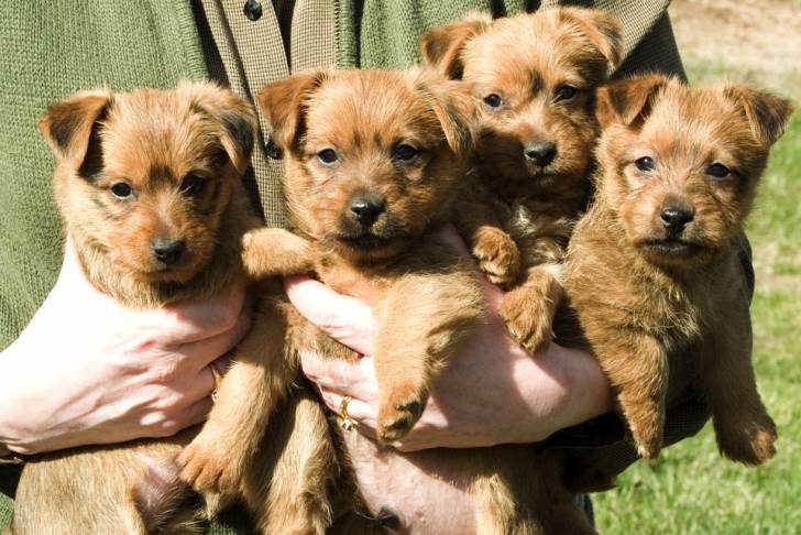 Une portée de chiots Terriers Australiens