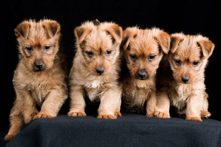 Une portée de chiots Terriers Australiens
