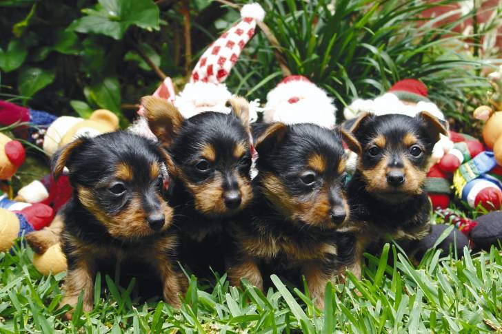 Photo Terrier Australien