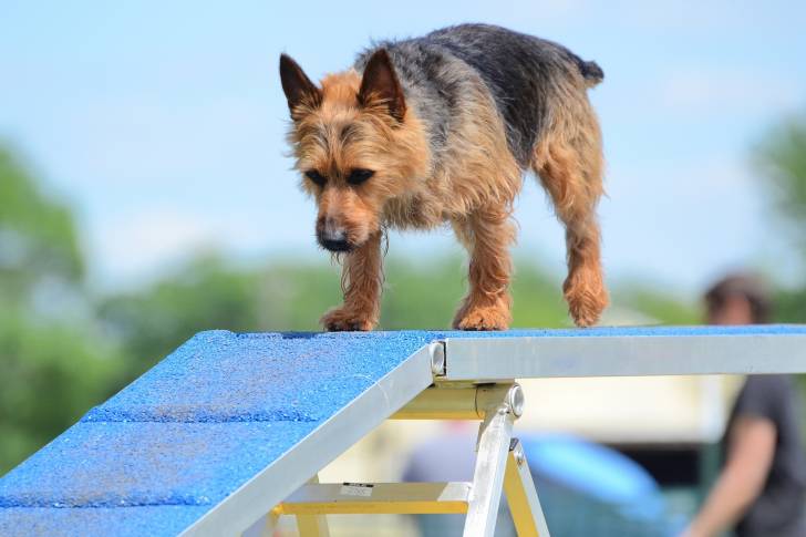 Un Terrier Australien en cours d'agility