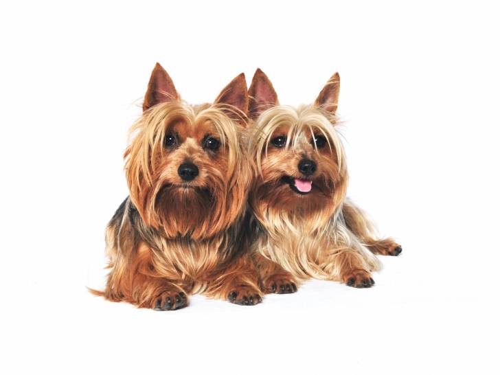 Photo Terrier Australien