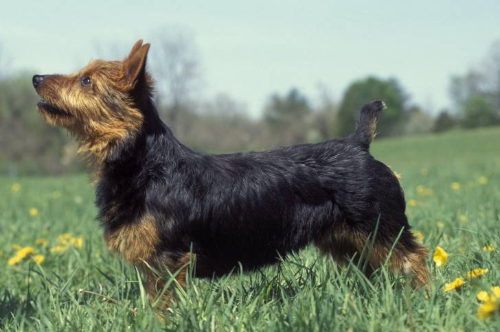 Un Terrier Australien  se promène dans la nature