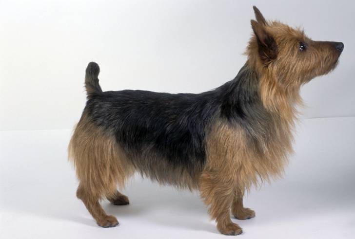Photo Terrier Australien