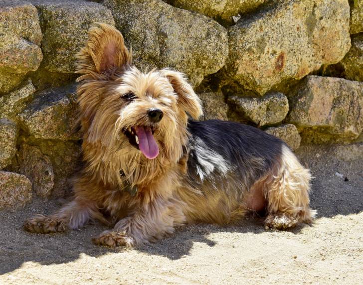 Photo Terrier Australien