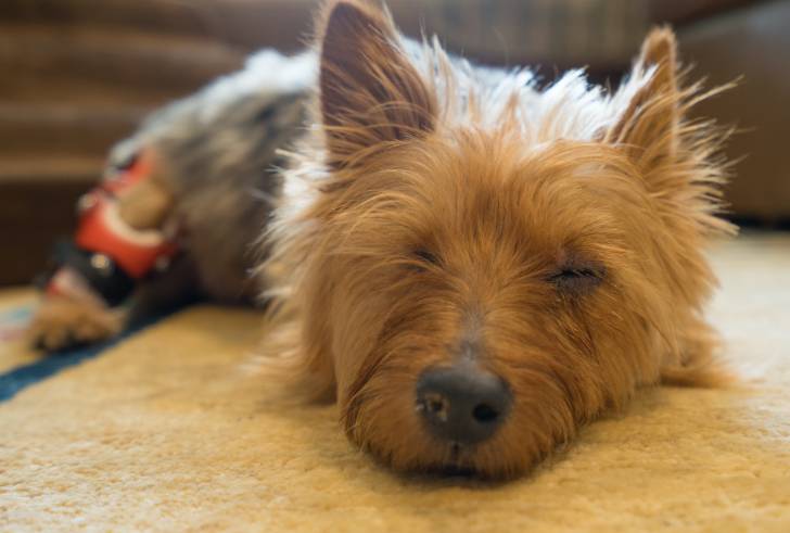 Photo Terrier Australien