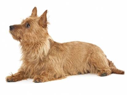 Photo Terrier Australien