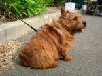 Photo Norwich Terrier