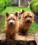 Photo Norwich Terrier