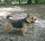 M. Willoughby du Pré de la Croix Verte - Norwich Terrier Mâle (2 ans et demi)