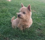 Stoppelhopser Xena - Norwich Terrier Mâle (2 ans et 2 mois)
