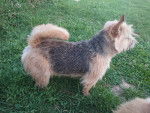 Naya Hilu du Pré de la Croix Verte - Norwich Terrier Mâle (2 ans et 2 mois)