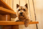 Photo Norwich Terrier