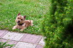 Photo Norwich Terrier