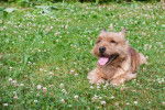 Photo Norwich Terrier