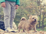 Photo Norwich Terrier