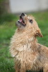 Photo Norwich Terrier
