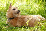 Photo Norwich Terrier