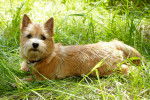Photo Norwich Terrier