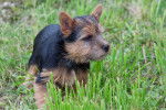 Photo Norwich Terrier