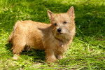Photo Norwich Terrier