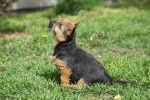 Photo Norwich Terrier