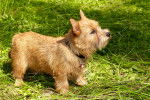Photo Norwich Terrier