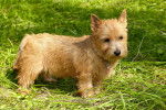 Photo Norwich Terrier